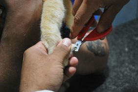 38210_42712_Cuddle_cuts_4.jpg