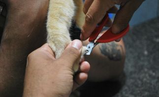 Established Centurion Pet Grooming Salon . Scalable with Untapped Digital Growth