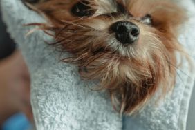 Established Centurion Pet Grooming Salon . Scalable with Untapped Digital Growth