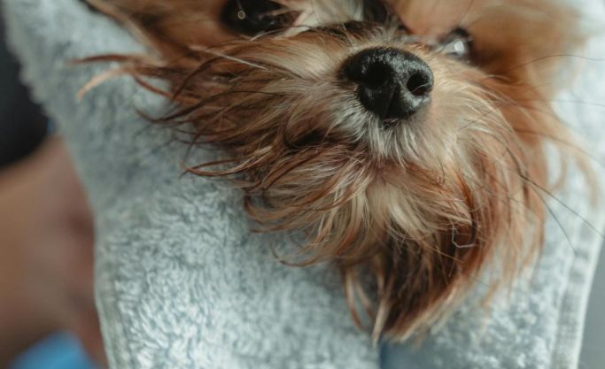 Established Centurion Pet Grooming Salon . Scalable with Untapped Digital Growth