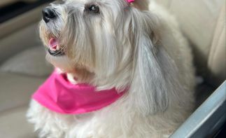 Established Centurion Pet Grooming Salon . Scalable with Untapped Digital Growth