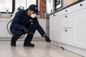 Pest Control Services. Pretoria East. Services Greater Gauteng Area. Good Profits.